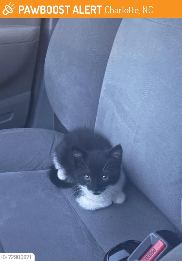 Found/Stray Unknown Cat last seen Frazier Park, Charlotte, NC 28202