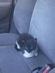 Found/Stray Unknown Cat last seen Frazier Park, Charlotte, NC 28202