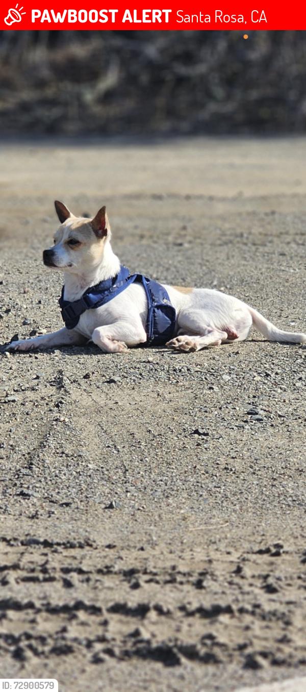 Lost Male Dog last seen 4th street, SANTA ROSA,CA, Santa Rosa, CA 95401