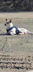 Lost Male Dog last seen 4th street, SANTA ROSA,CA, Santa Rosa, CA 95401