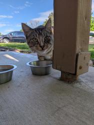Found/Stray Unknown Cat last seen Raymond St and W Grunder Dr , Boise, ID 83709