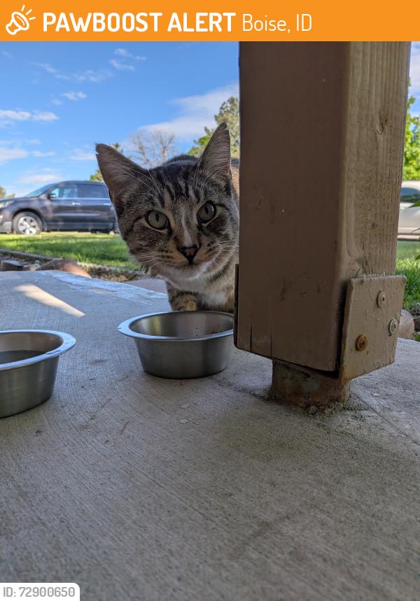 Found/Stray Unknown Cat last seen Raymond St and W Grunder Dr , Boise, ID 83709