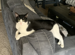 Lost Male Cat last seen This yard and the hse directly next door on the right if you are looking at the hses., Federal Way, WA 98023