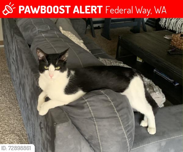 Lost Male Cat last seen This yard and the hse directly next door on the right if you are looking at the hses., Federal Way, WA 98023
