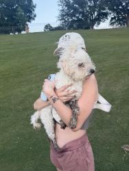 Found/Stray Female Dog last seen On the Fossil Creek Golf Course hole 8, Fort Worth, TX 76137