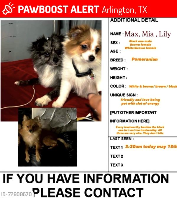 Lost Female Dog last seen E Roger’s st Arlington Tx , Arlington, TX 76011