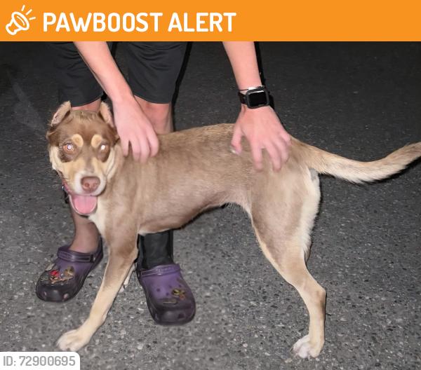 Found/Stray Female Dog last seen On lytle Ave near a1a, New Smyrna Beach, FL 32168