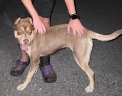 Found/Stray Female Dog last seen On lytle Ave near a1a, New Smyrna Beach, FL 32168