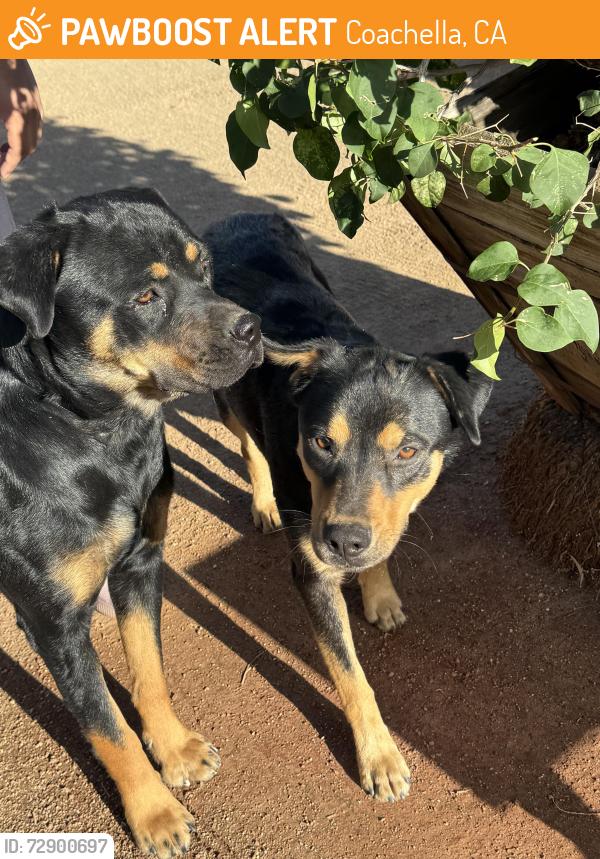 Found/Stray Male Dog last seen blis , Coachella, CA 92236