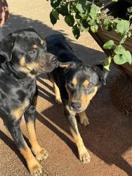 Found/Stray Male Dog last seen blis , Coachella, CA 92236