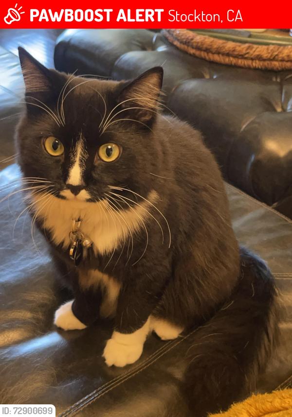 Lost Male Cat last seen Harrisburg , Stockton, CA 95207
