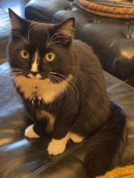 Lost Male Cat last seen Harrisburg , Stockton, CA 95207