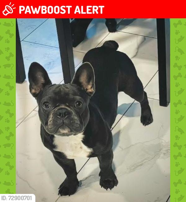 Lost Female Dog last seen First Colony Clubhouse/Tennis Courts, James City County, VA 23185