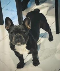 Lost Female Dog last seen First Colony Clubhouse/Tennis Courts, James City County, VA 23185