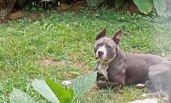 Lost Male Dog last seen Between nc ga and sc state.lines, Clayton, GA 30525