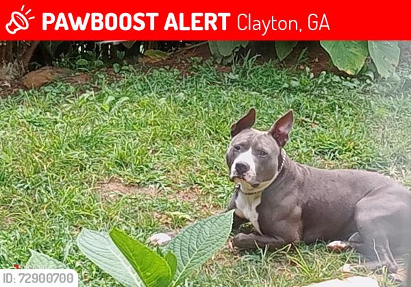 Lost Male Dog last seen Between nc ga and sc state.lines, Clayton, GA 30525