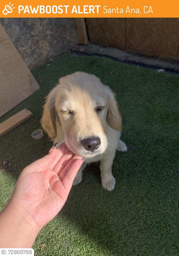 Found/Stray Female Dog last seen Near w Santa Ana blvd Santa Ana ca 92703, Santa Ana, CA 92703
