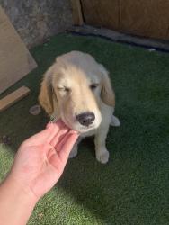 Found/Stray Female Dog last seen Near w Santa Ana blvd Santa Ana ca 92703, Santa Ana, CA 92703