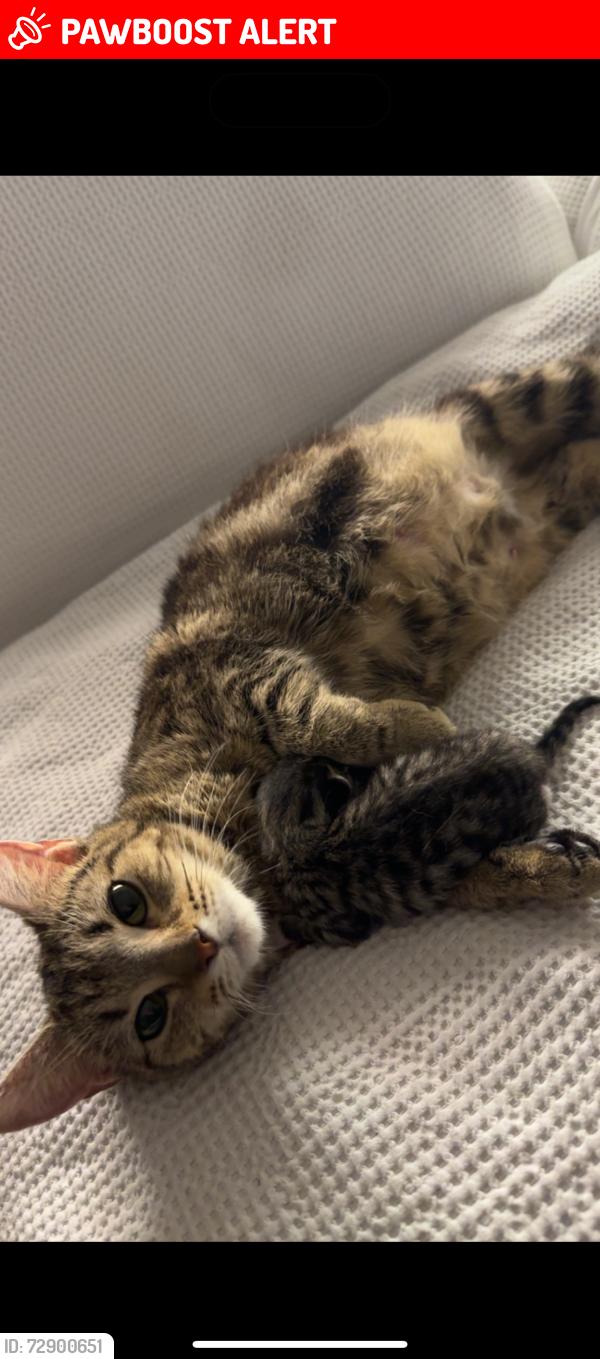 Lost Female Cat last seen Coolaroo derimut gym, Meadow Heights, VIC 3048