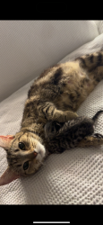 Lost Female Cat last seen Coolaroo derimut gym, Meadow Heights, VIC 3048