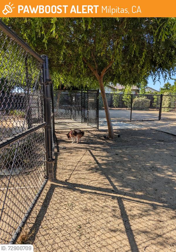 Found/Stray Unknown Dog last seen Near Big Bear Ct, Milpitas, CA 95035, Milpitas, CA 95035