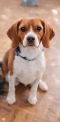 Lost Male Dog last seen Golden corral, Elizabethtown, KY 42701