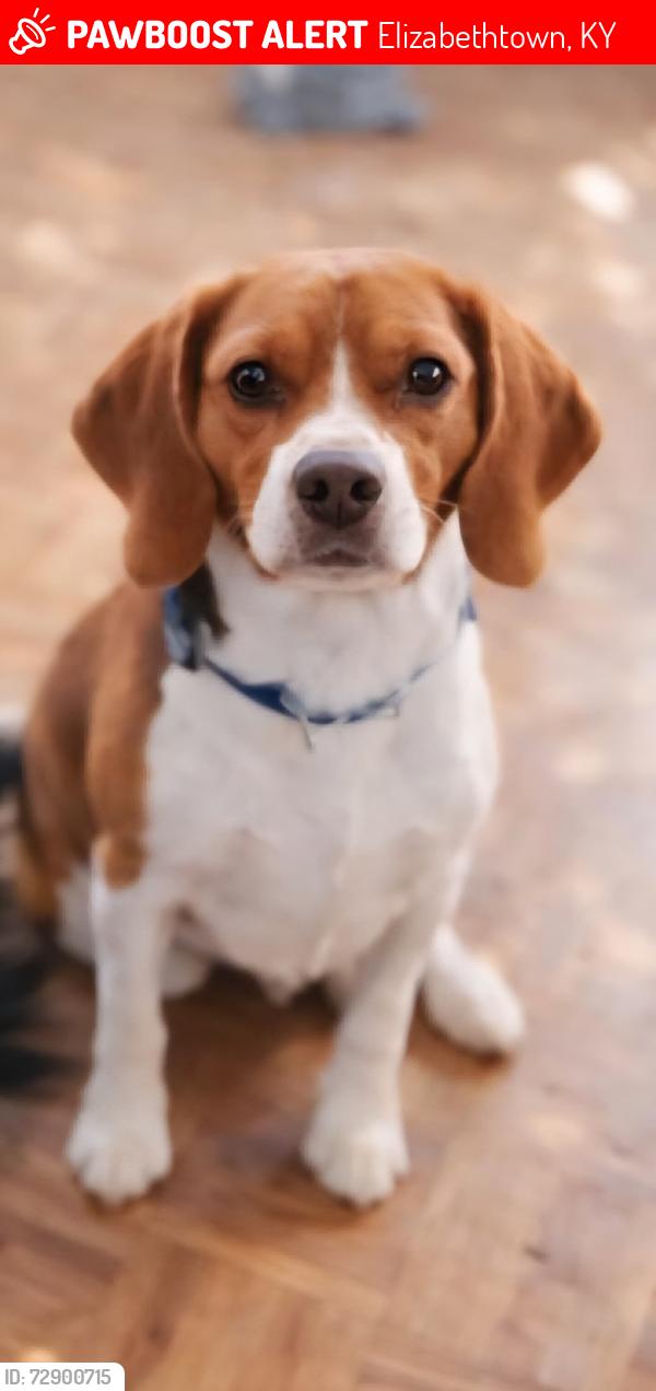 Lost Male Dog last seen Golden corral, Elizabethtown, KY 42701