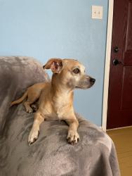 Lost Male Dog last seen Temple Dr , Hitchcock 77563 , Hitchcock, TX 77563