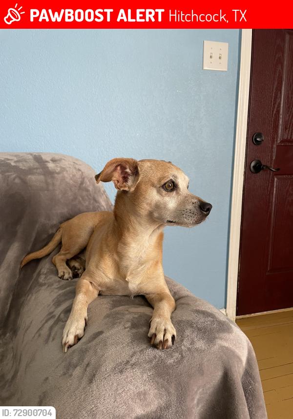 Lost Male Dog last seen Temple Dr , Hitchcock 77563 , Hitchcock, TX 77563