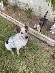 Lost Male Dog last seen Greenwood/Saratoga, Corpus Christi, TX 78401