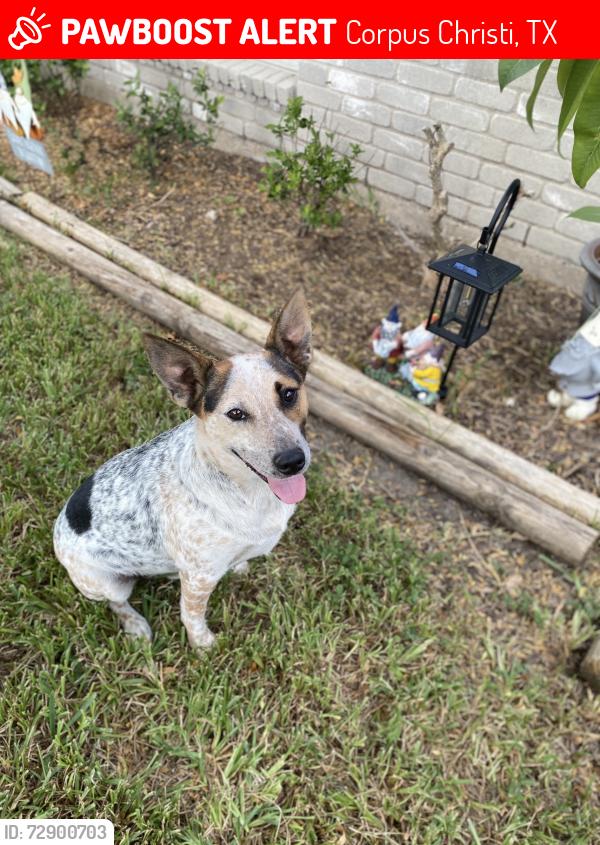 Lost Male Dog last seen Greenwood/Saratoga, Corpus Christi, TX 78401