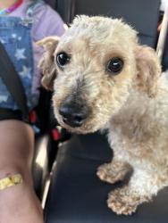 Found/Stray Male Dog last seen Westview elementary School Spartanburg , Champaign, IL 61821