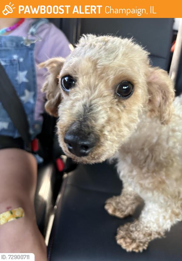 Found/Stray Male Dog last seen Westview elementary School Spartanburg , Champaign, IL 61821