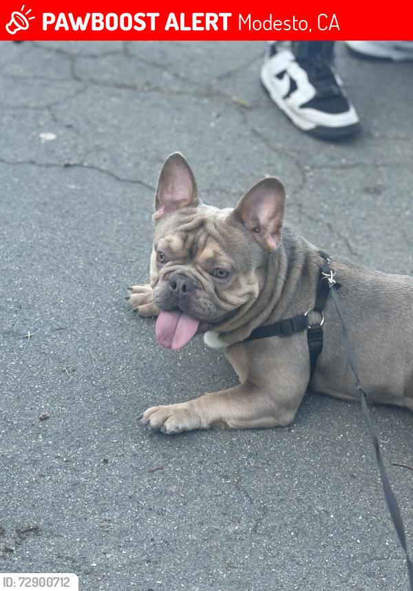 Lost Male Dog last seen 3rd and I, Modesto, CA 95351