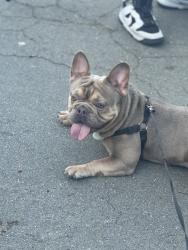 Lost Male Dog last seen 3rd and I, Modesto, CA 95351