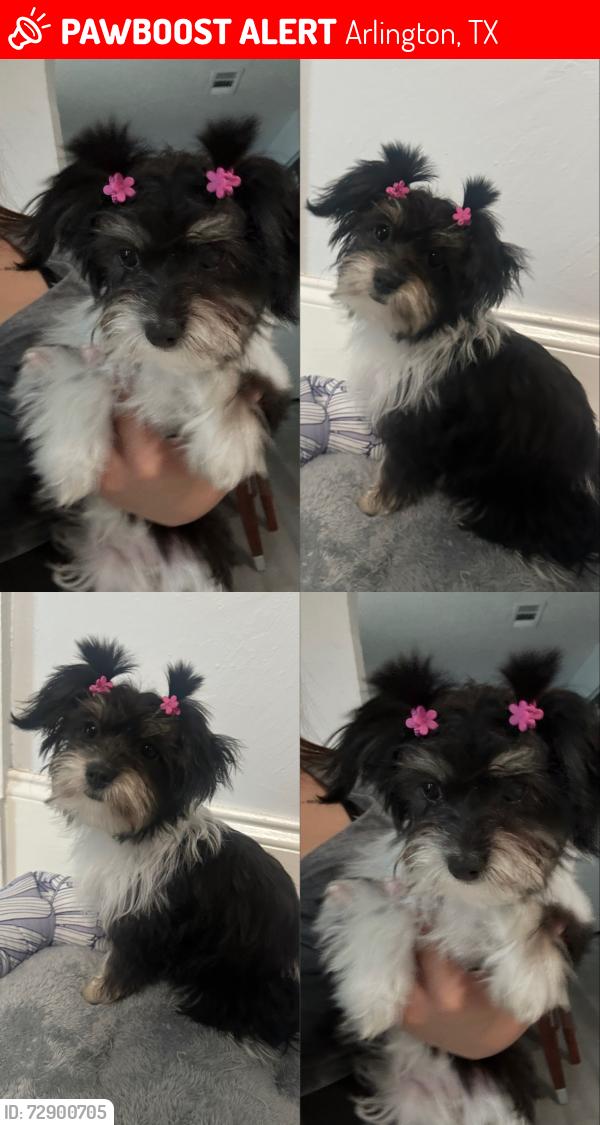 Lost Female Dog last seen Westminster ct Arlington Texas , Arlington, TX 76015