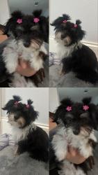 Lost Female Dog last seen Westminster ct Arlington Texas , Arlington, TX 76015