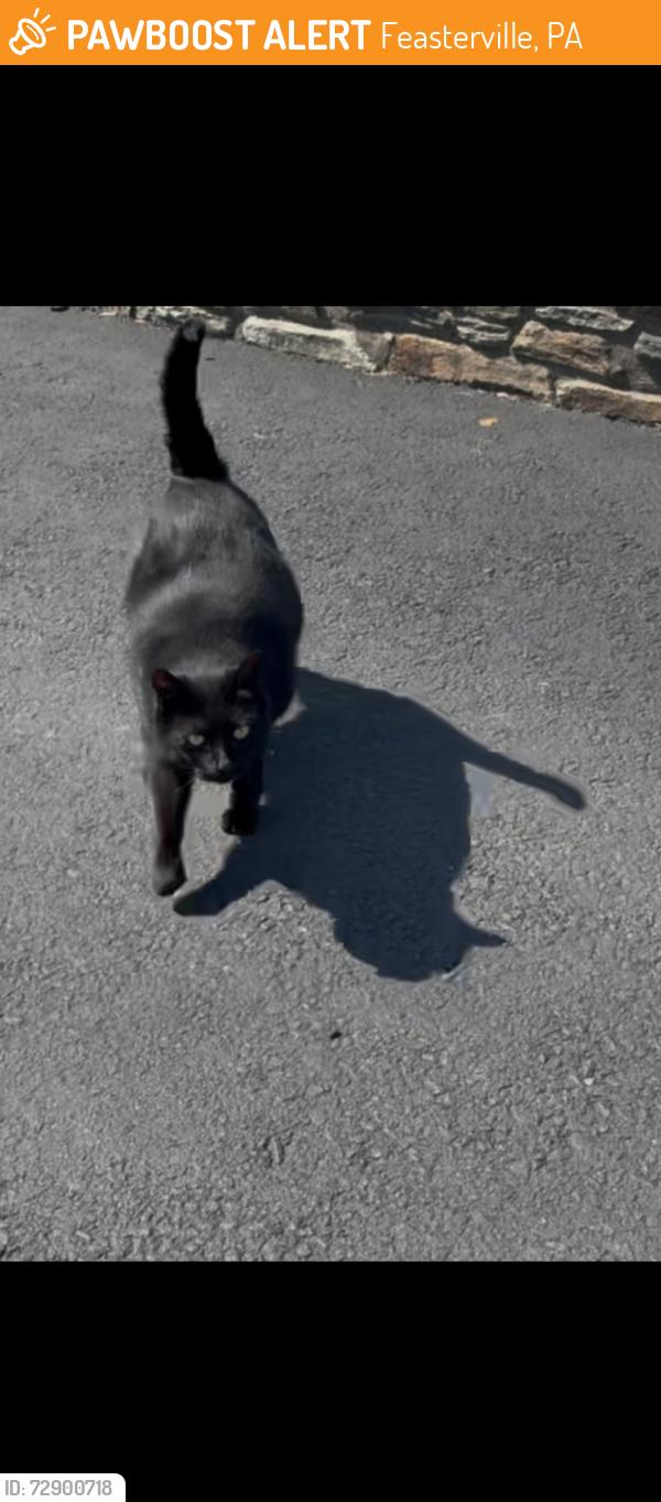 Found/Stray Unknown Cat last seen Woodbine and center ave in Trevose, Feasterville, PA 19053