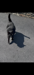 Found/Stray Unknown Cat last seen Woodbine and center ave in Trevose, Feasterville, PA 19053