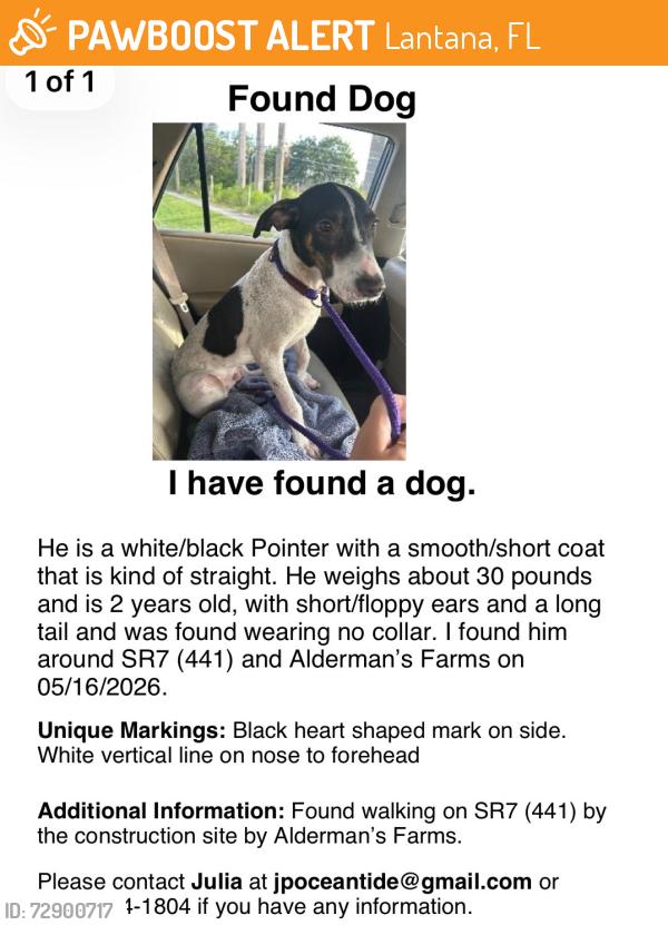 Found/Stray Male Dog last seen Running on 441 between Wellington and Boynton , Lantana, FL 33462