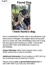 Found/Stray Male Dog last seen Running on 441 between Wellington and Boynton , Lantana, FL 33462