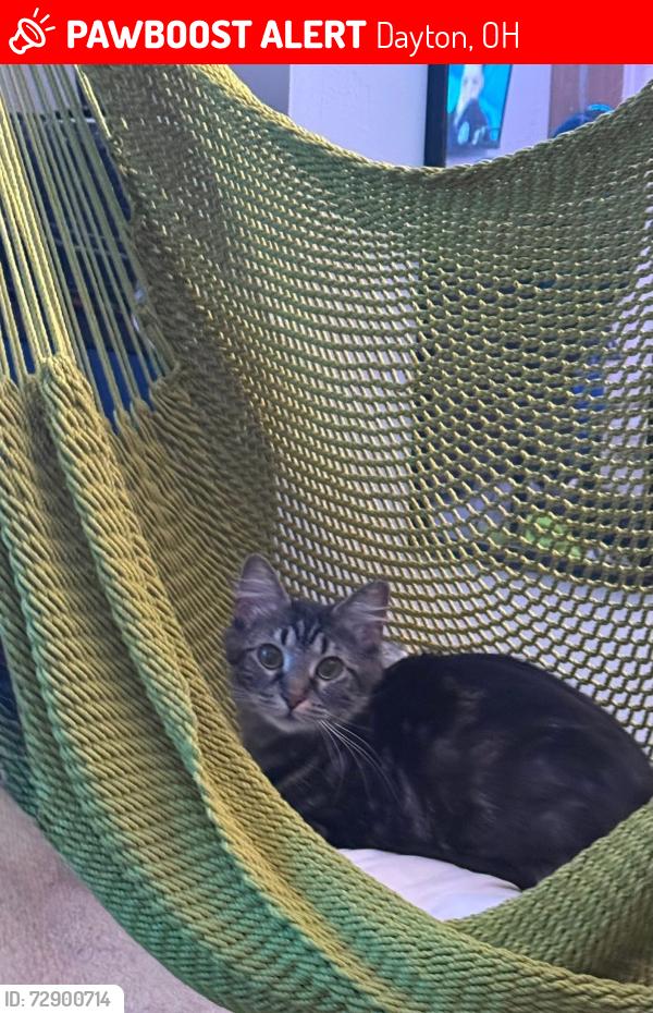 Lost Female Cat last seen The Knolls, Carnation Dr., Cox Arboretum , Dayton, OH 45449
