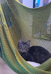 Lost Female Cat last seen The Knolls, Carnation Dr., Cox Arboretum , Dayton, OH 45449