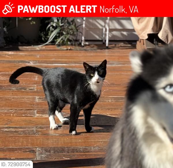 Lost Male Cat last seen Ward Corner Area, Norfolk, VA 23505