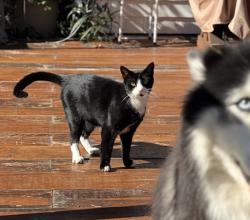 Lost Male Cat last seen Ward Corner Area, Norfolk, VA 23505