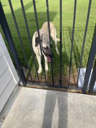 Found/Stray Female Dog last seen Chemin Agreable, Youngsville, LA 70592