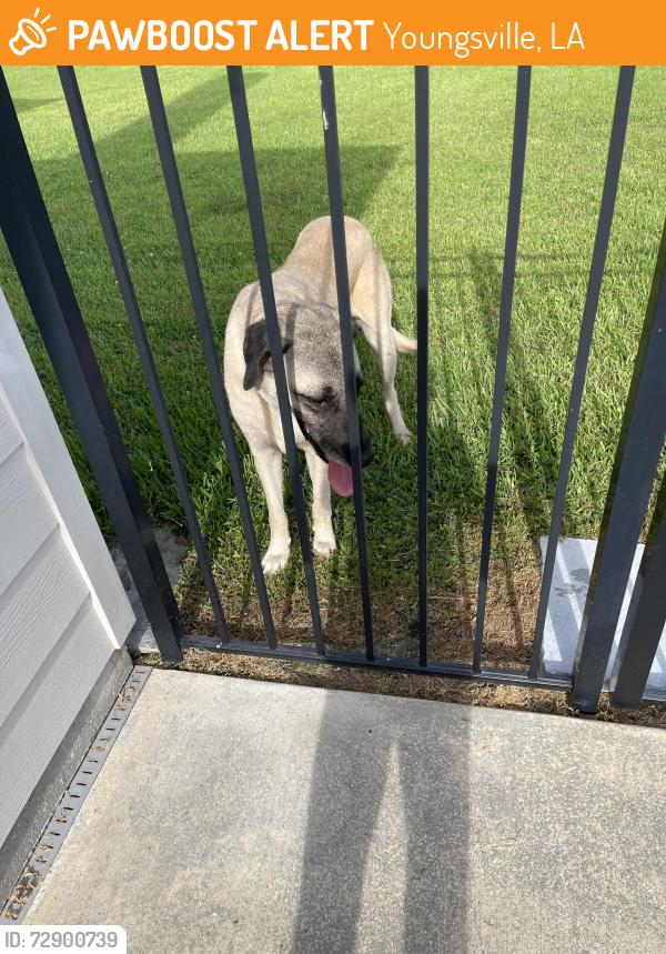 Found/Stray Female Dog last seen Chemin Agreable, Youngsville, LA 70592