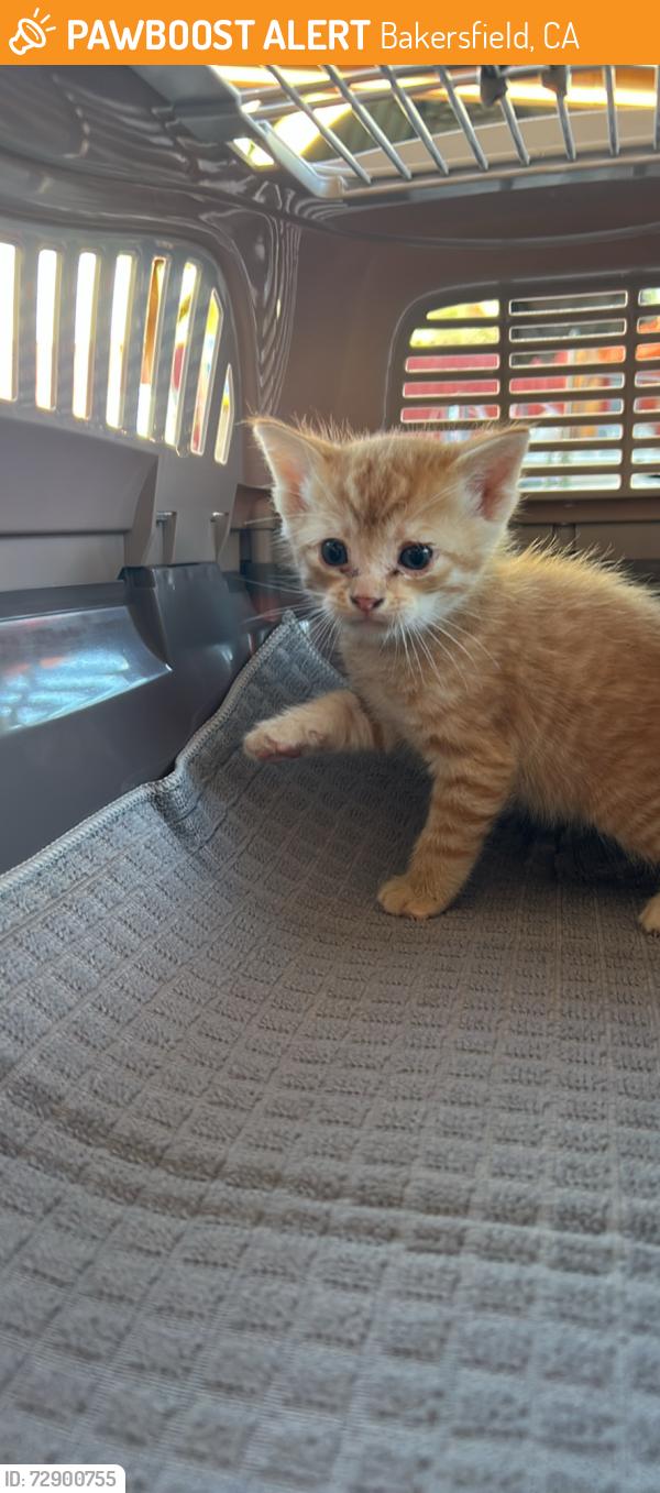 Found/Stray Unknown Cat last seen Paladino/morning drive , Bakersfield, CA 93301