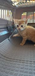 Found/Stray Unknown Cat last seen Paladino/morning drive , Bakersfield, CA 93301