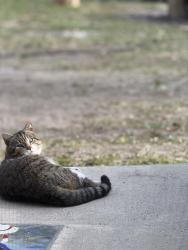 Lost Male Cat last seen Brices creek road and Duck road , New Bern, NC 28562